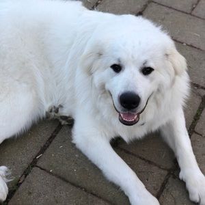 Meet your Posher, Bryan